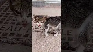 un chaton solitaire
