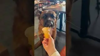 German Shepherd Shenanigans: The Cutest & Funniest Compilation! #DogCompilation #FunnyDogs #CuteDogs