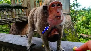 Funny face ! Mekala monkeys eating food full mouth, but Meka baby seems unhappy