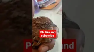 Titar तीतर का बच्चा #shorts #shortvideo
