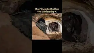 They Thought The Bear Was Hibernating&hellip; 😰 #dangerous