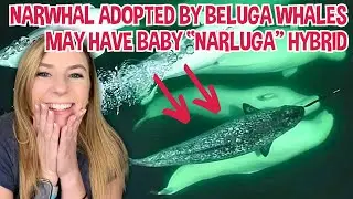 Stray narwhal adopted by beluga whale pod may soon have 