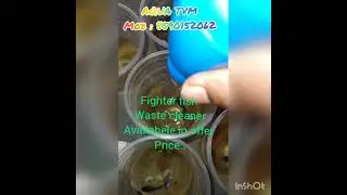 Easy way to clean Betta fish tank with water dropper 30ml..we can remove food waste and other wastes
