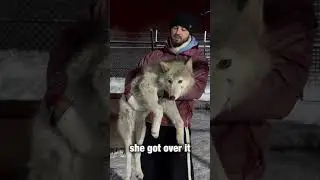Сгнила шея 😱Волчонок сломала дважды лапу‼️ #wolf #arcticwolf