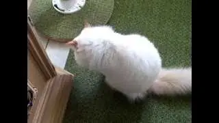 Cute cat shaking his head no
