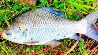 Amazing Catla Fishing With Cast Net In The Pond।।