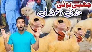 20 tarekh 2025 ki international chatra bazaar dera ghazi khan 03116506783