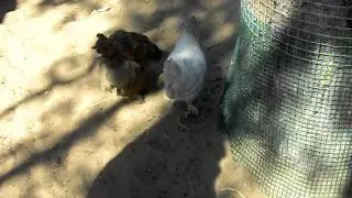CIMG0952.AVI