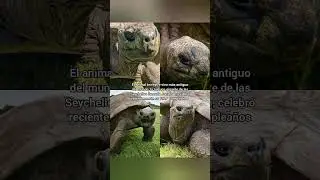 El animal terrestre vivo m&aacute;s antiguo del mundo, Jonathan, celebr&oacute; recientemente su 192.&ordm; cumplea&ntilde;os