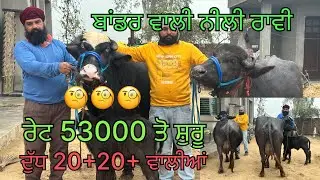 16 ਜਨਵਰੀ 2026 ਫੋਨ 📞 9914888419 ਪੰਜ ਪਸ਼ੂ ਨੀਲੀ ਰਾਵੀ ਤੇ ਵਹਿੜਾਂ 20+ 20+ ਵਾਲੀਆਂ 🔥