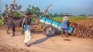 Bullock Cart Heavy load pulling performance in mud