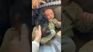 Dogs like to be with their babies #dog #love #baby