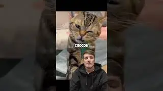 Артикул на масло которое даю своему коту с WB тут: #WW258539❤️🐾