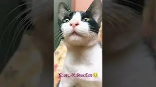 #cat #petshub #petlovers #sad #satisfying #statusvideo #animal#trendingshorts #viral #viralshort