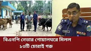 বিএনপি নেতার গোয়ালঘরে মিলল  ১৩টি চোরাই গরু || BNP || Cow Thief || Naogaon || SRtv