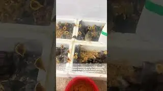 Nurturing New Life: Farmers Hand-Feeding Baby Birds