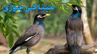 Myna ki zabardast Jodi ||  myna bird || cute myna bird talking || my talking myna #myna #talking