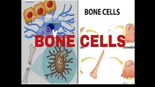 Types of bone cells and their functions | different types of bone cells | human anatomy