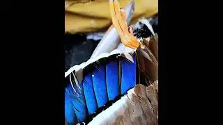 Waterfowl hunting is always paired with #divebomb #waterfowl #outdoorlife #duckdynasty #ducks