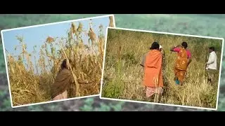 The Journey of the Baiga Tribe from Malnourishment to Food Security