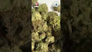 Tea Time Hybrid Review &ndash; White Labs Thailand Craft Flower