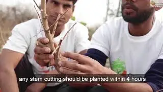 How to plant trees by stem cutting?