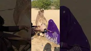 مشهدٌ غريب&hellip; جملٌ يستخرج شيئًا مخفيًا من داخل إناءٍ فخاري