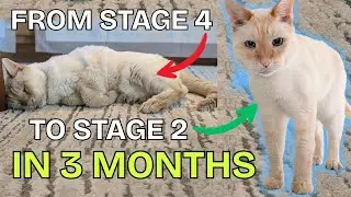 How I lowered my cat's kidney levels NATURALLY - senior cat CKD supplement stack😻