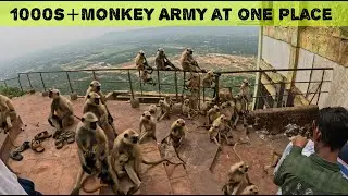 &ldquo;1000+ Monkeys at Savitri Temple 😱 | Secret Waterfall Adventure in Unseen Pushkar&rdquo;