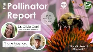 The Pollinator Report: The Wild Bees of Cincinnati featuring Thane Maynard from the Cincinnati Zoo
