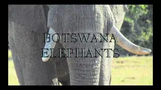Botswana Elephants