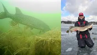 Big Pike on Tip Up! Biggest fish this year. #pike #fishing #pikefishing