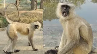 Standing Langur Near Pond | Wild Monkey Natural Behavior 🐒