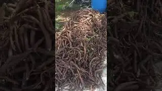 Nannari Root Harvest