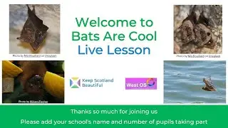 Bats are Cool Lesson 1
