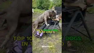 Top 10 Friendly Dogs In The World 🐕  | परिवारों के लिए अच्छे कुत्ते 🐶