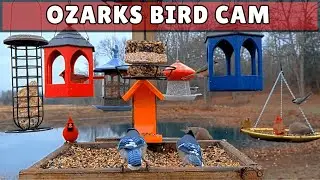 🔴 LIVE Bird Feeder Cam - Missouri Ozarks Pond | Cardinals, Blue Jays & Woodpeckers | Nature Sounds