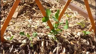Autumn to Spring Garden Prep