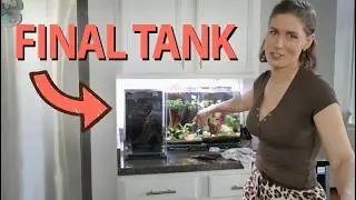 Building a Cozy Betta Habitat | Crypts + Cave