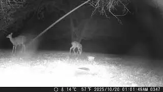 Archive Files of Trail Camera Compilation 20251020 G
