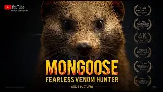 Mongoose: The Fearless Predator That Hunts Venom and Survives