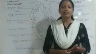 Human Heart | Circulatory System | Class XII Biology |