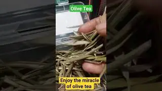 Benefits of Olive tea(It helps in lowering blood pressure, & controls all types of infection etc.