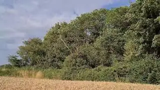 RAF C-130 Hercules low summer landing at RAF Sculthorpe.
