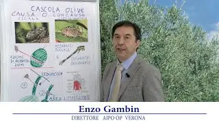 Periodico olivo 22 luglio 2022