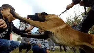 MALINOIS AGRESSIF ENVERS ENFANT (VERSION COMPLÈTE)