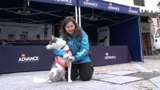 VET GOS &Agrave;RTIC   el cuidado de las patas