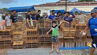 Feira de pássaros do cordeiro 29/10/2023 gaiolas acessórios promoções rações
