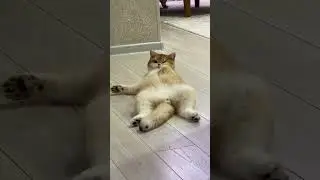 Cute & Funny Cat Medicine Time &ndash; Laugh Out Loud Reactions 💖 #funnycat #catmedicine
