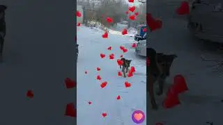 ИХ ТРЯСЕТ ОТ ГОЛОДА И ХОЛОДА    😭  30&deg;C на улице! Как им выжить? #собака #спасение
